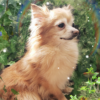 pippin fundraiser4